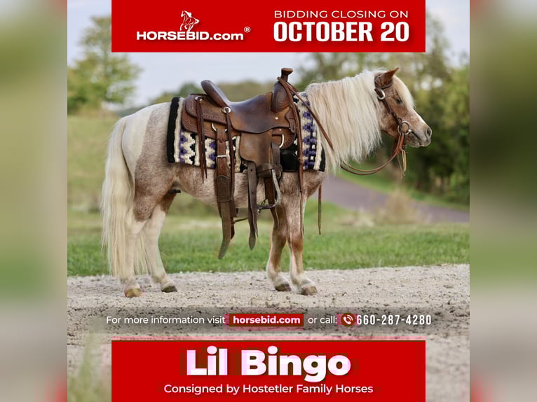 Plus de poneys/petits chevaux Hongre 10 Ans 89 cm Pinto in Sedalia