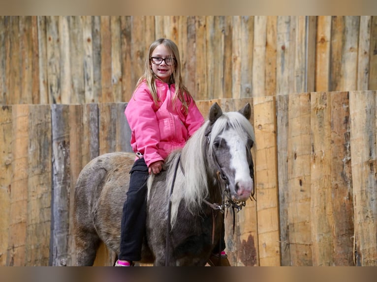 Plus de poneys/petits chevaux Hongre 10 Ans 91 cm Gris in Corsica