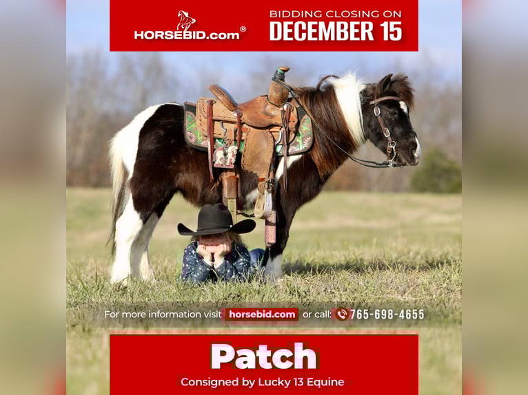 Plus de poneys/petits chevaux Hongre 10 Ans 91 cm Pinto in Mount Vernon