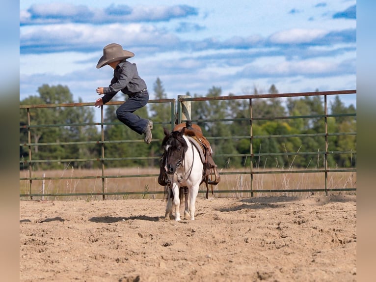 Plus de poneys/petits chevaux Hongre 10 Ans 91 cm Pinto in Nevis