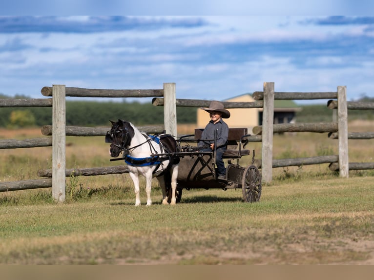 Plus de poneys/petits chevaux Hongre 10 Ans 91 cm Pinto in Nevis