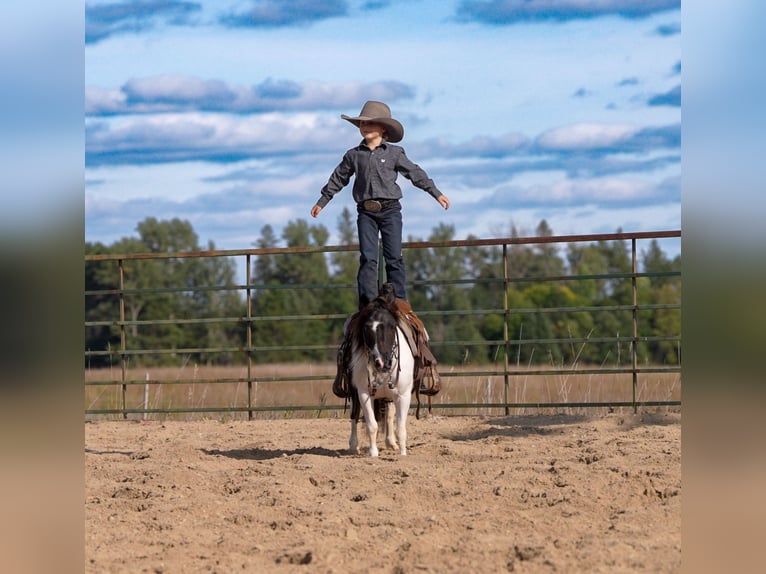 Plus de poneys/petits chevaux Hongre 10 Ans 91 cm Pinto in Nevis