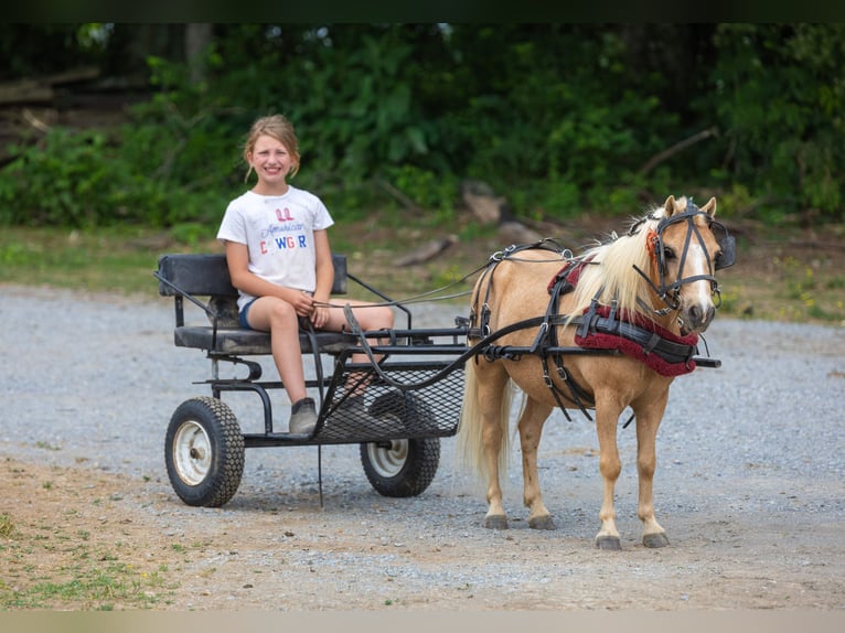 Plus de poneys/petits chevaux Hongre 10 Ans 94 cm Palomino in Ewing