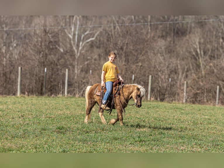 Plus de poneys/petits chevaux Hongre 10 Ans 94 cm Palomino in Ewing