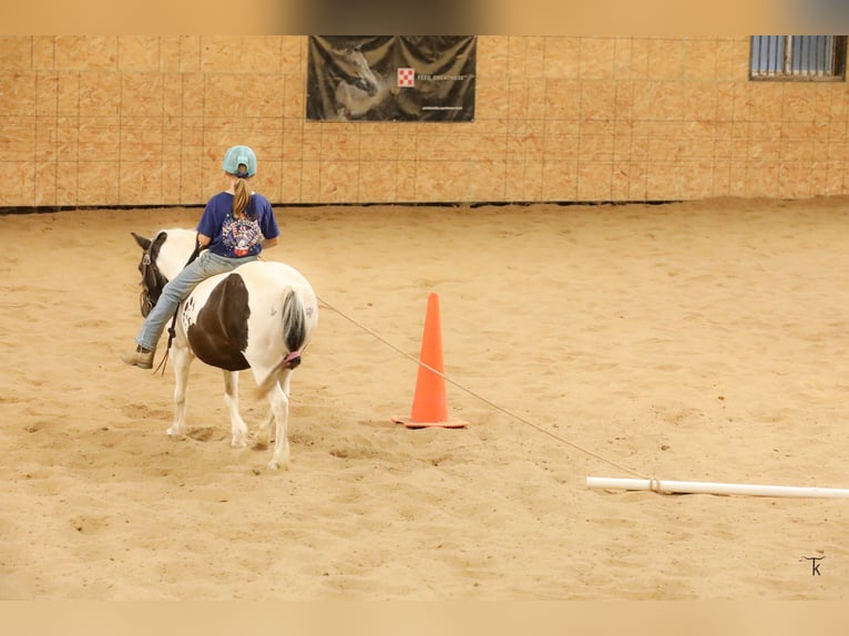 Plus de poneys/petits chevaux Hongre 10 Ans 95 cm Pinto in Bellevue