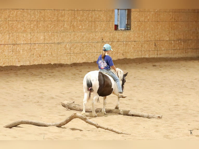 Plus de poneys/petits chevaux Hongre 10 Ans 95 cm Pinto in Bellevue