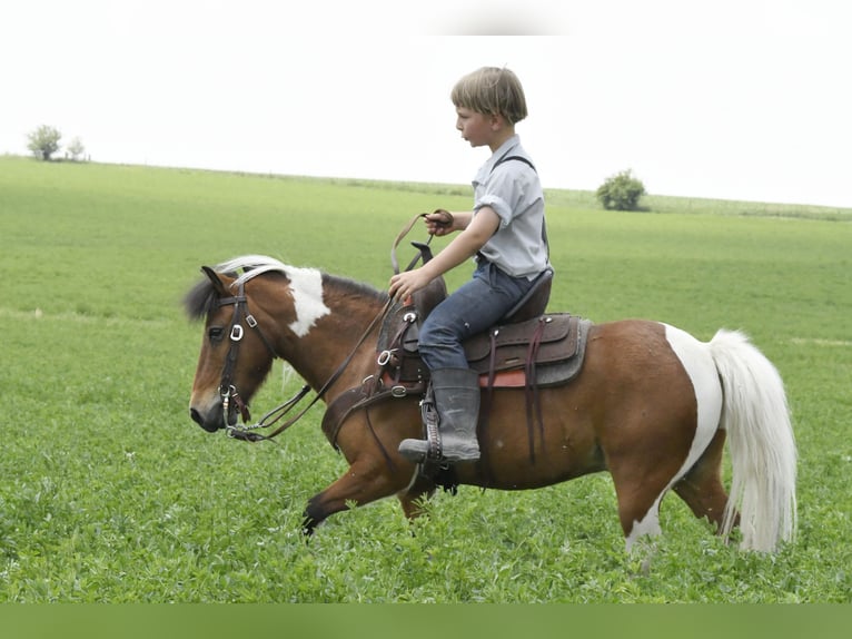 Plus de poneys/petits chevaux Hongre 10 Ans 99 cm Pinto in Oelwein