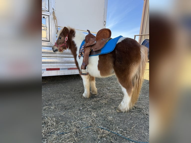 Plus de poneys/petits chevaux Hongre 10 Ans 99 cm Pinto in Guthrie