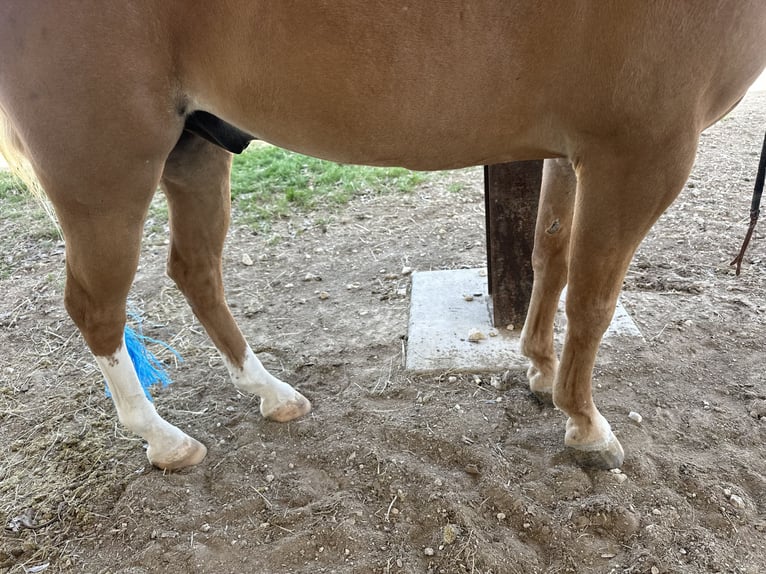 Plus de poneys/petits chevaux Hongre 10 Ans Palomino in Cisco