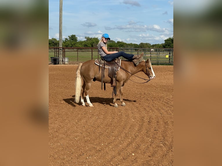 Plus de poneys/petits chevaux Hongre 10 Ans Palomino in Cisco