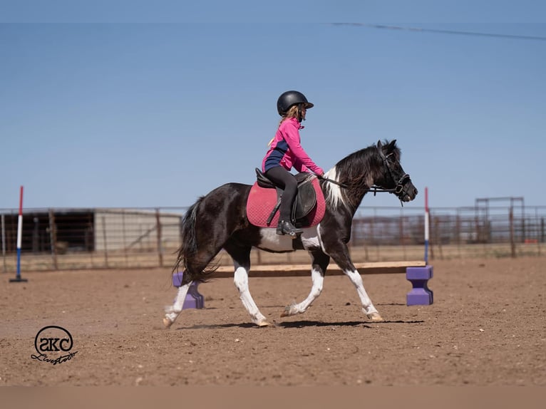 Plus de poneys/petits chevaux Hongre 10 Ans Pinto in Canyon