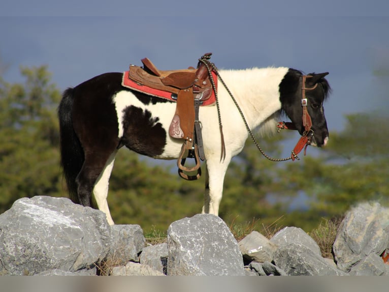 Plus de poneys/petits chevaux Hongre 11 Ans 104 cm Pinto in Rebersburg