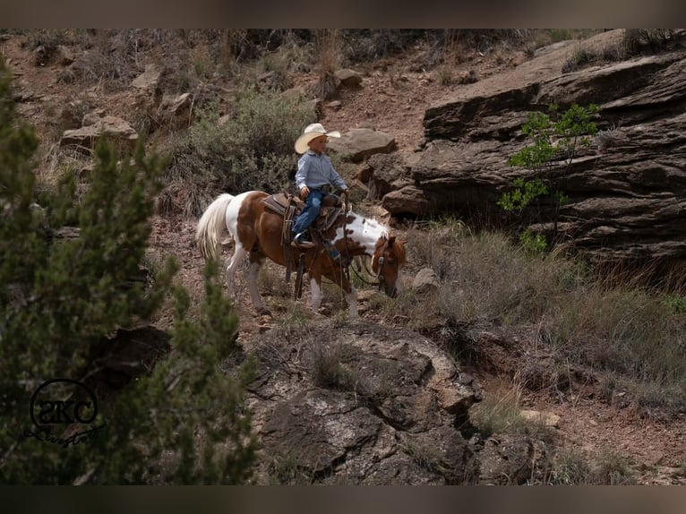 Plus de poneys/petits chevaux Hongre 11 Ans 104 cm Pinto in Canyon