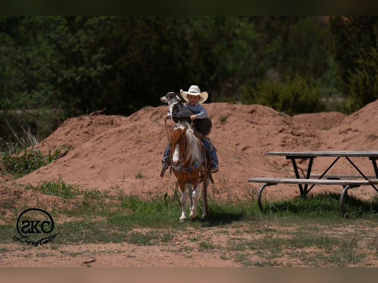 Plus de poneys/petits chevaux Hongre 11 Ans 104 cm Pinto in Canyon