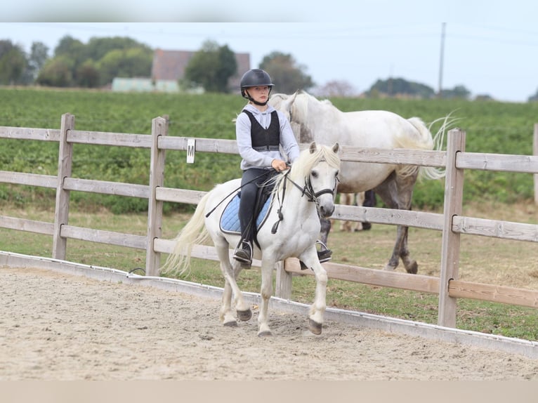 Plus de poneys/petits chevaux Hongre 11 Ans 116 cm Blanc in Pepingen