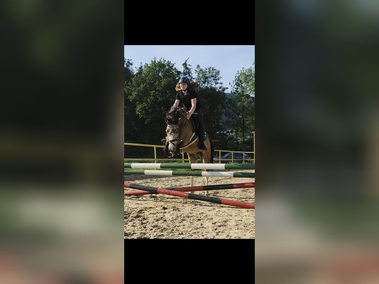 Plus de poneys/petits chevaux Hongre 11 Ans 130 cm Buckskin in Leoben