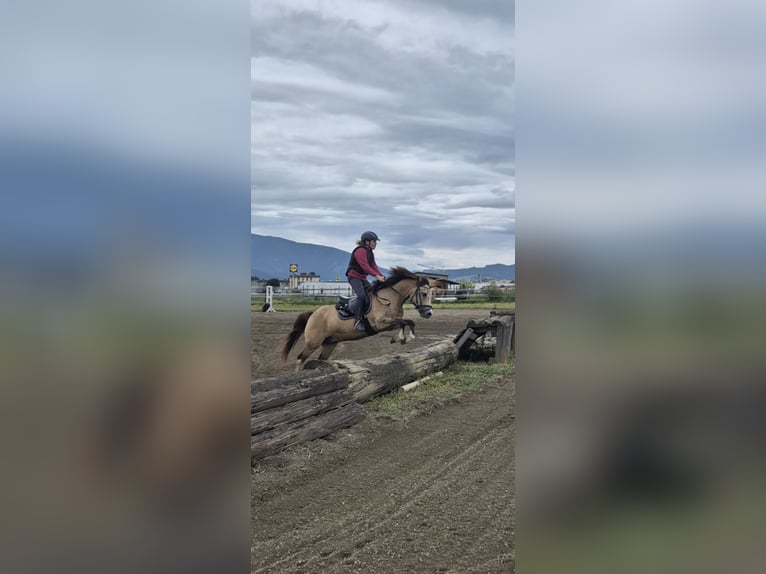 Plus de poneys/petits chevaux Hongre 11 Ans 130 cm Buckskin in Leoben