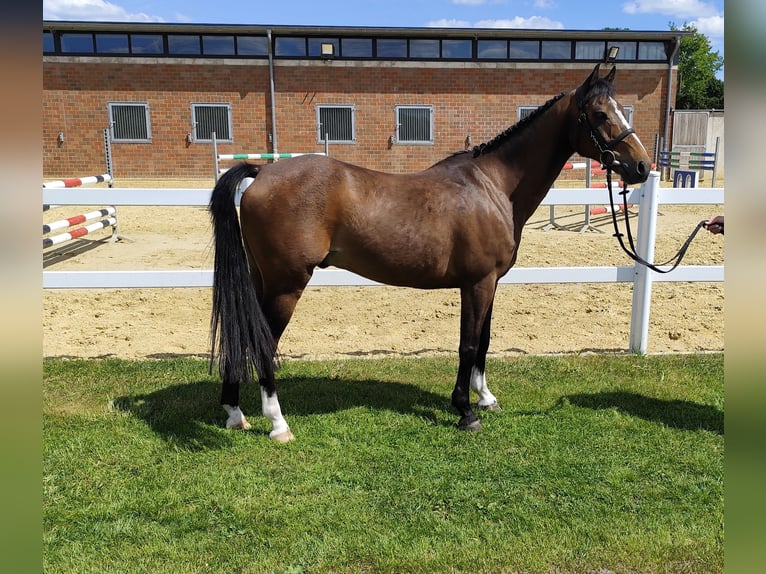 Plus de poneys/petits chevaux Hongre 11 Ans 135 cm Bai in Bad Laer
