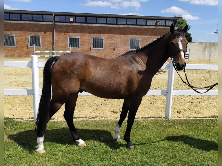 Plus de poneys/petits chevaux Hongre 11 Ans 135 cm Bai in Bad Laer