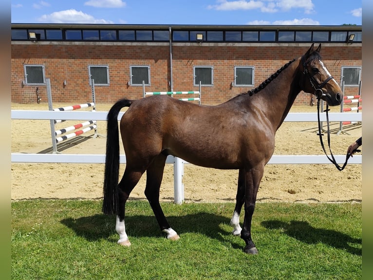 Plus de poneys/petits chevaux Hongre 11 Ans 135 cm Bai in Bad Laer