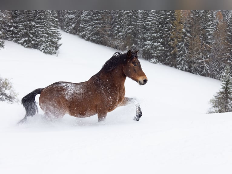 Plus de poneys/petits chevaux Croisé Hongre 11 Ans 136 cm Bai in Windischgarsten