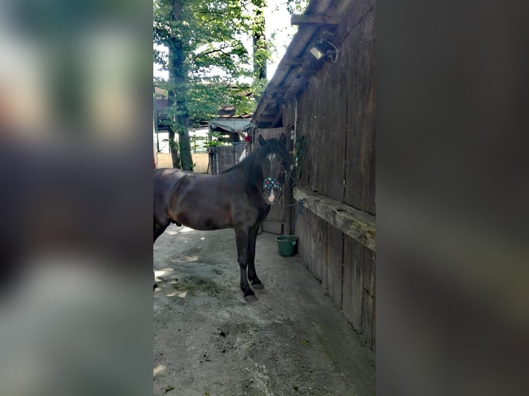 Plus de poneys/petits chevaux Croisé Hongre 11 Ans 137 cm Bai in Delbrück