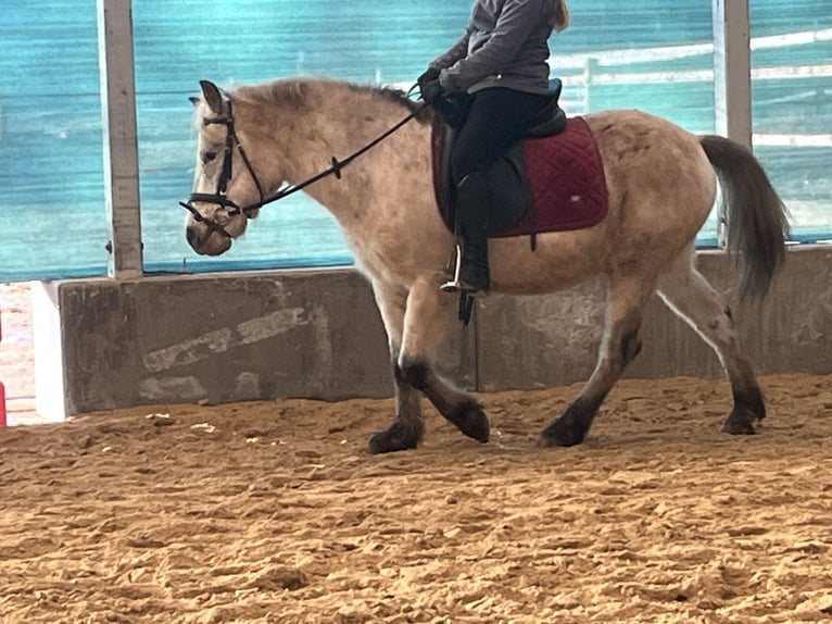 Plus de poneys/petits chevaux Hongre 11 Ans 139 cm Léopard in Ursensollen