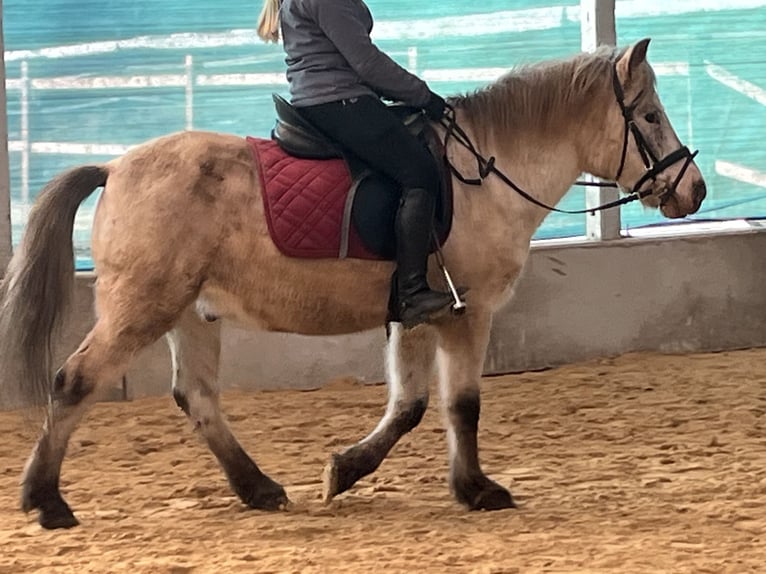 Plus de poneys/petits chevaux Hongre 11 Ans 139 cm Léopard in Ursensollen