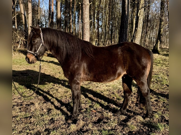 Plus de poneys/petits chevaux Croisé Hongre 11 Ans 143 cm Bai brun foncé in Ribbesbüttel