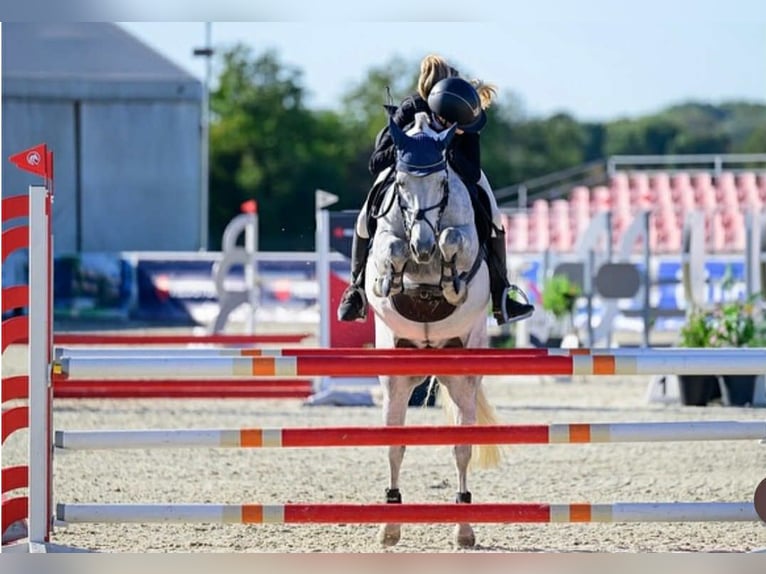 Plus de poneys/petits chevaux Hongre 11 Ans 143 cm Gris in Prag