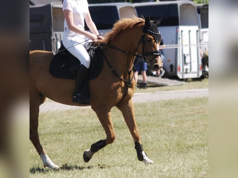 Plus de poneys/petits chevaux Hongre 11 Ans 146 cm Alezan in Zülow