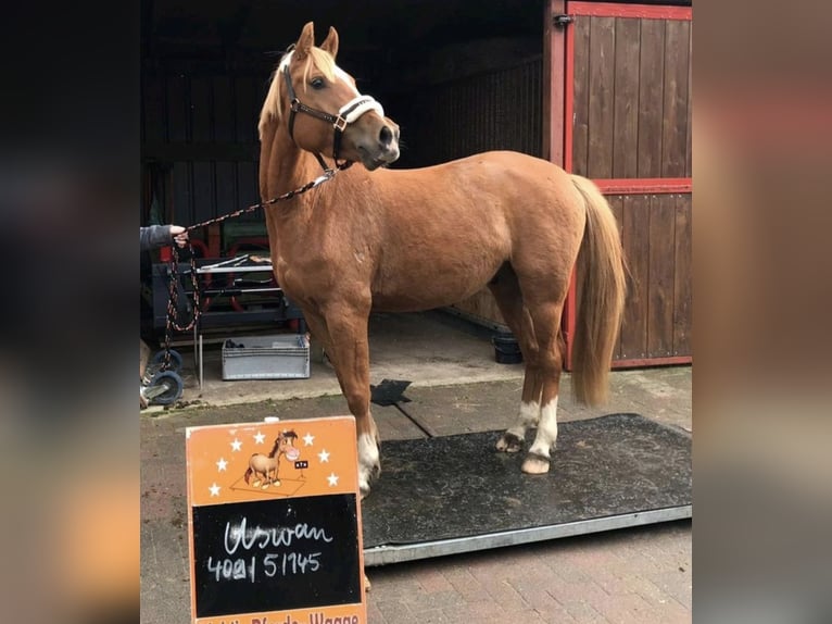 Plus de poneys/petits chevaux Hongre 11 Ans 146 cm Alezan in Zülow