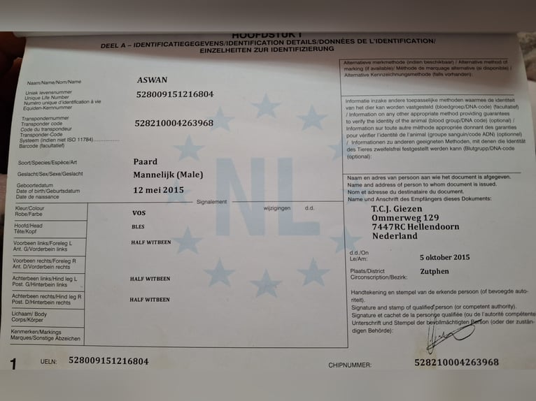 Plus de poneys/petits chevaux Hongre 11 Ans 146 cm Alezan in Zülow