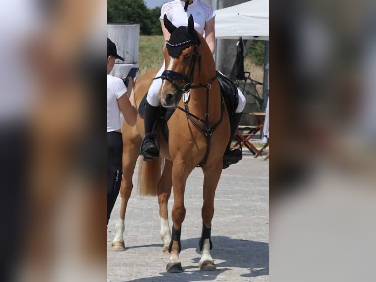 Plus de poneys/petits chevaux Hongre 11 Ans 146 cm Alezan in Zülow