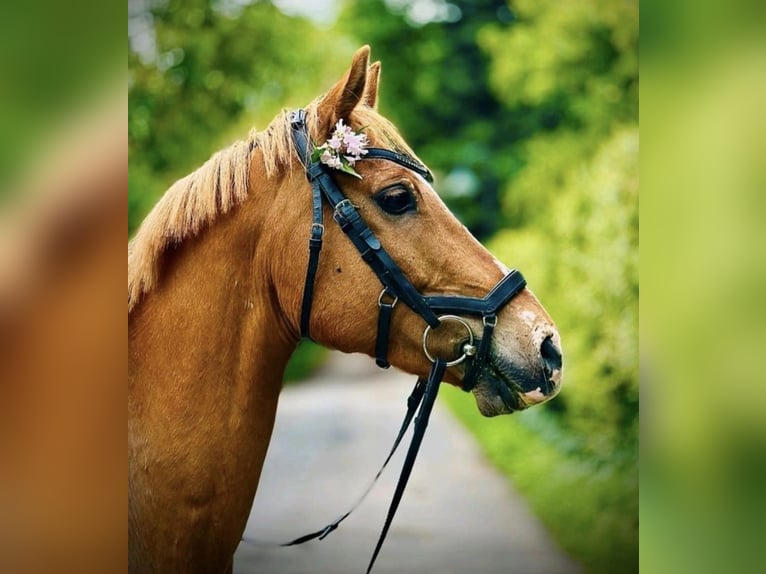 Plus de poneys/petits chevaux Hongre 11 Ans 146 cm Alezan in Zülow