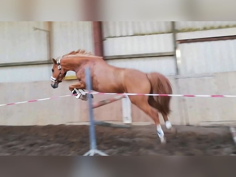 Plus de poneys/petits chevaux Hongre 11 Ans 146 cm Alezan in Zülow