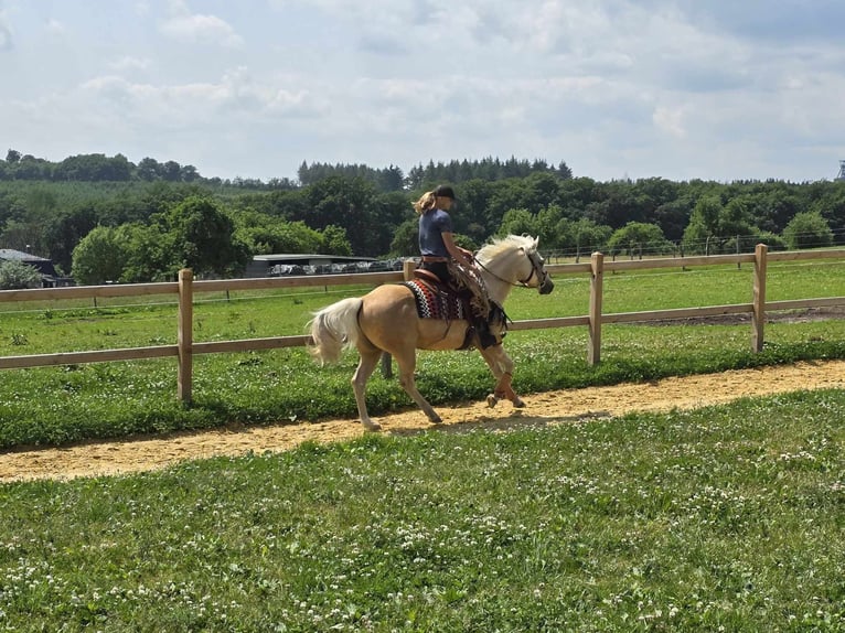 Plus de poneys/petits chevaux Hongre 11 Ans 148 cm Palomino in Linkenbach