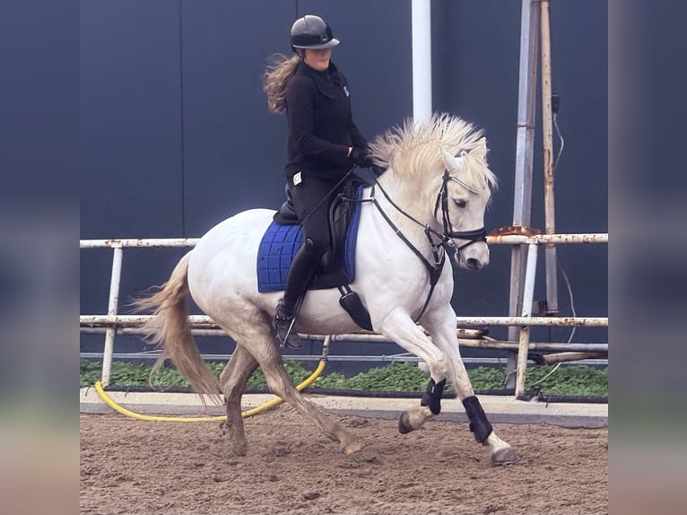 Plus de poneys/petits chevaux Hongre 11 Ans 154 cm Gris in Schiedam