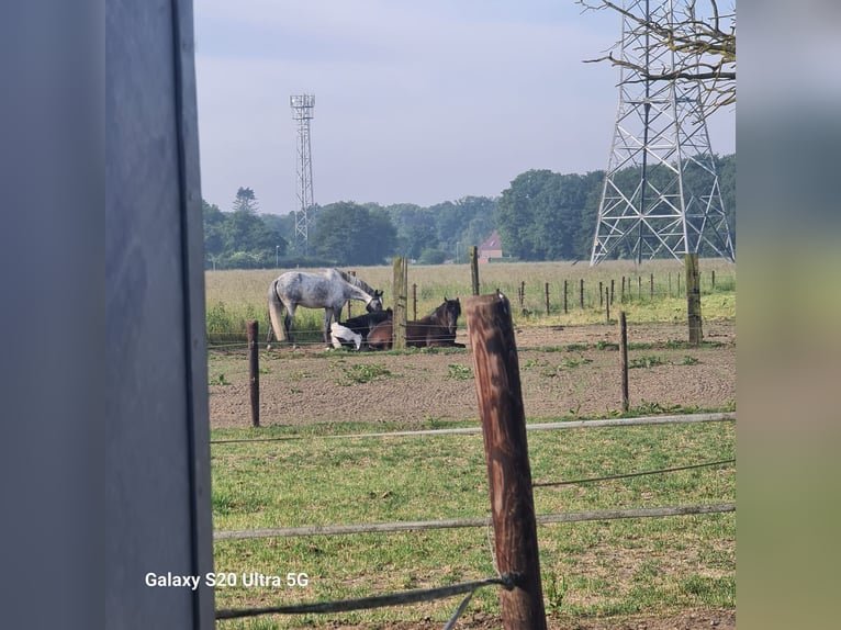 Plus de poneys/petits chevaux Croisé Hongre 11 Ans 157 cm Bai brun foncé in Kempen