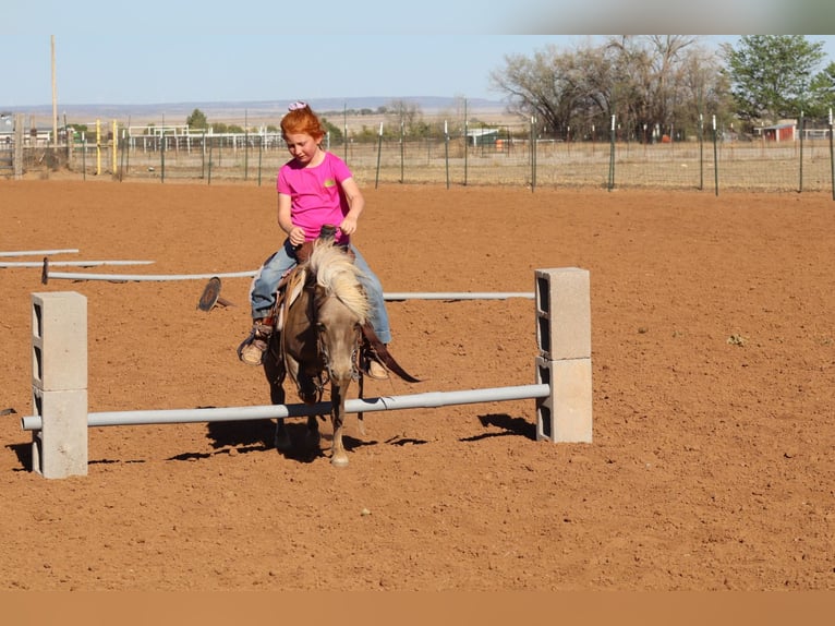 Plus de poneys/petits chevaux Hongre 11 Ans 89 cm  in Edgewood