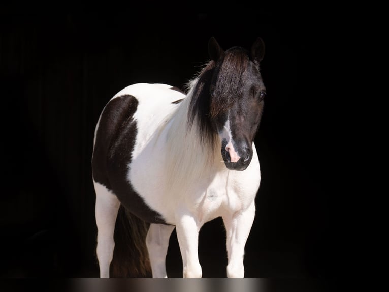 Plus de poneys/petits chevaux Hongre 11 Ans 91 cm Pinto in Nevis