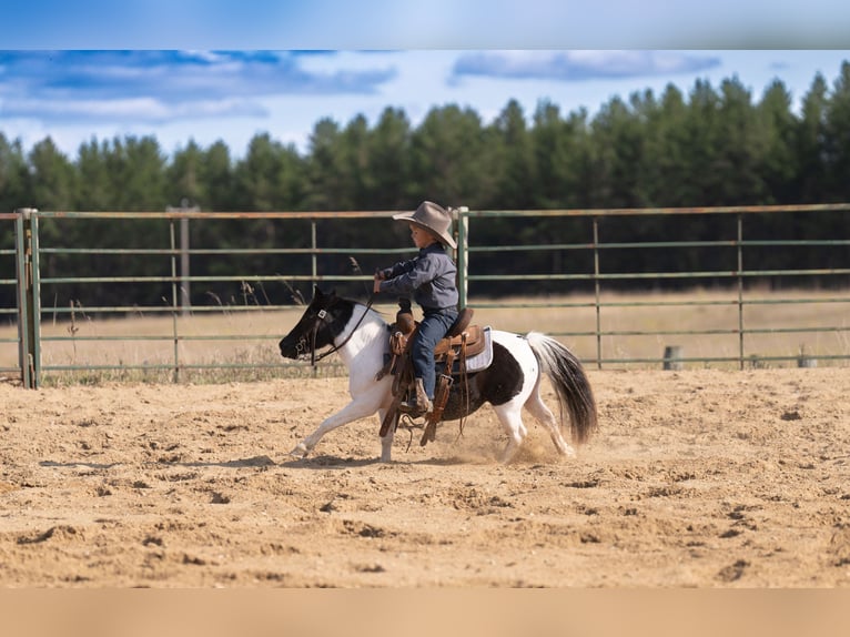 Plus de poneys/petits chevaux Hongre 11 Ans 91 cm Pinto in Nevis