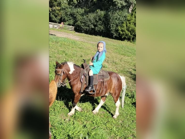 Plus de poneys/petits chevaux Hongre 11 Ans 99 cm Pinto in Oelwein