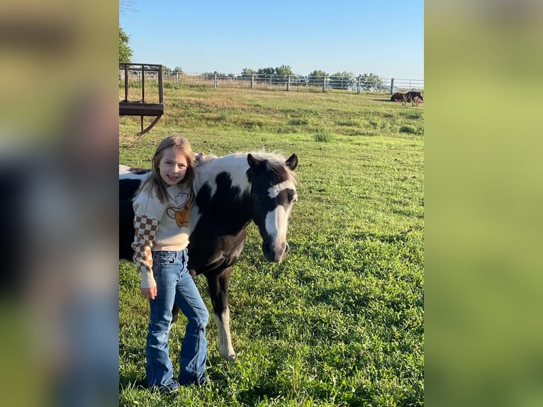 Plus de poneys/petits chevaux Hongre 12 Ans 102 cm Pinto in Brandon