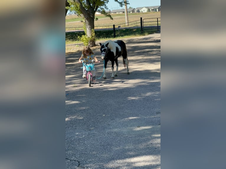Plus de poneys/petits chevaux Hongre 12 Ans 102 cm Pinto in Brandon