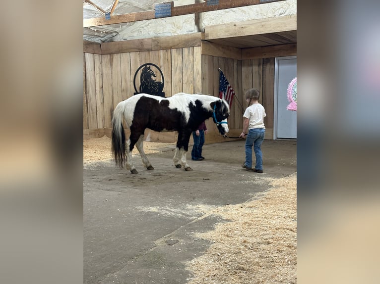 Plus de poneys/petits chevaux Hongre 12 Ans 102 cm Pinto in Brandon