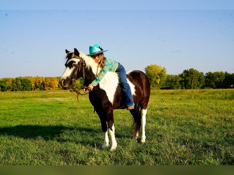 Plus de poneys/petits chevaux Hongre 12 Ans 102 cm Pinto in Brandon