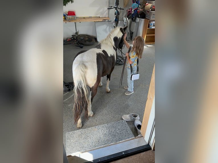 Plus de poneys/petits chevaux Hongre 12 Ans 102 cm Pinto in Brandon