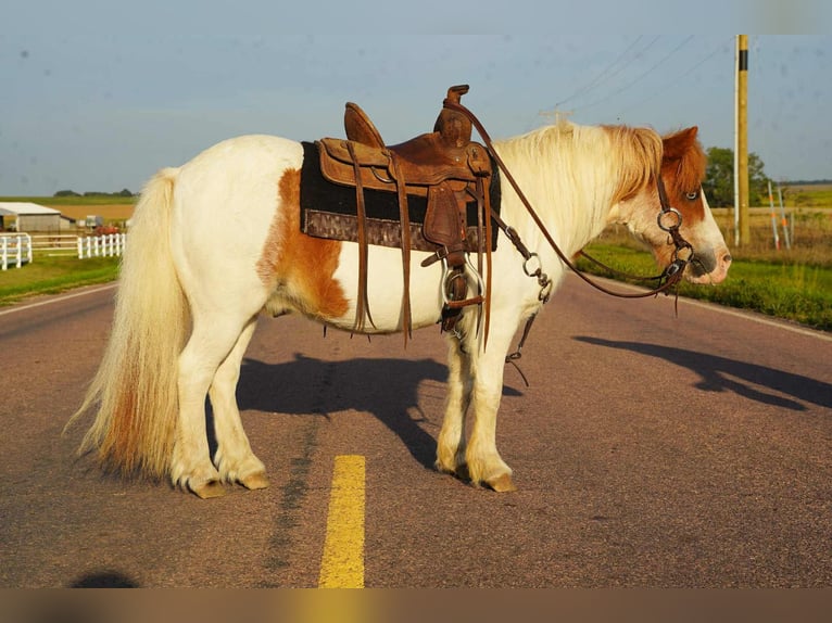 Plus de poneys/petits chevaux Hongre 12 Ans 102 cm Pinto in Corsica