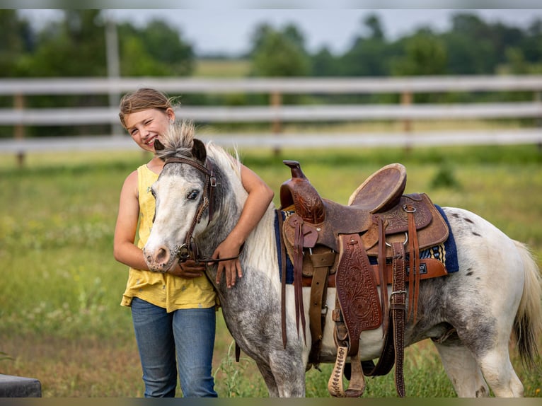 Plus de poneys/petits chevaux Hongre 12 Ans 102 cm Pinto in Ewing